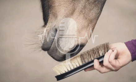 Podcast #1 – Autumn Coat Change in Horses: What Happens in the Body and How You Can Provide Targeted Support
