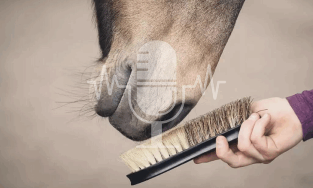 Podcast #1 – Autumn Coat Change in Horses: What Happens in the Body and How You Can Provide Targeted Support