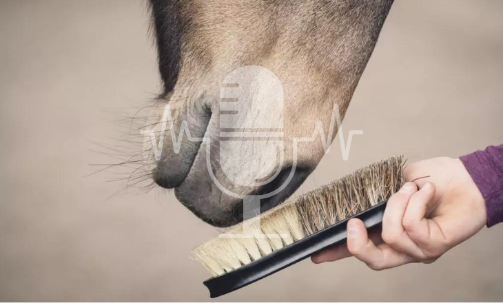 Podcast #1 – Autumn Coat Change in Horses: What Happens in the Body and How You Can Provide Targeted Support