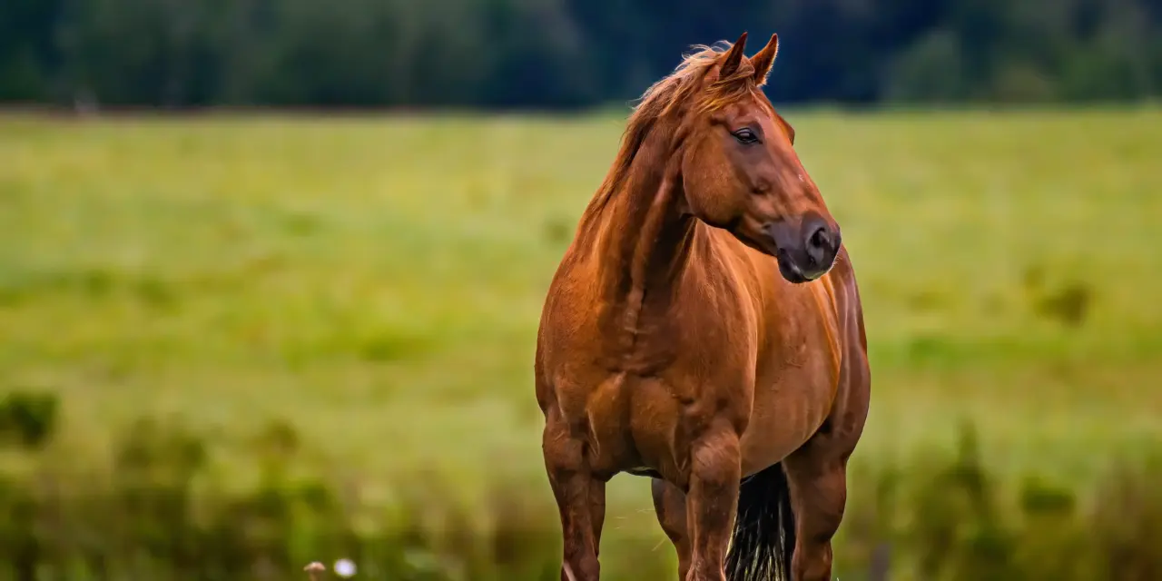 The unique musculature of horses: Powerhouse for speed and stamina