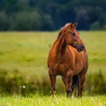 The unique musculature of horses: Powerhouse for speed and stamina