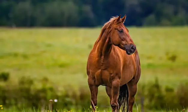 The unique musculature of horses: Powerhouse for speed and stamina