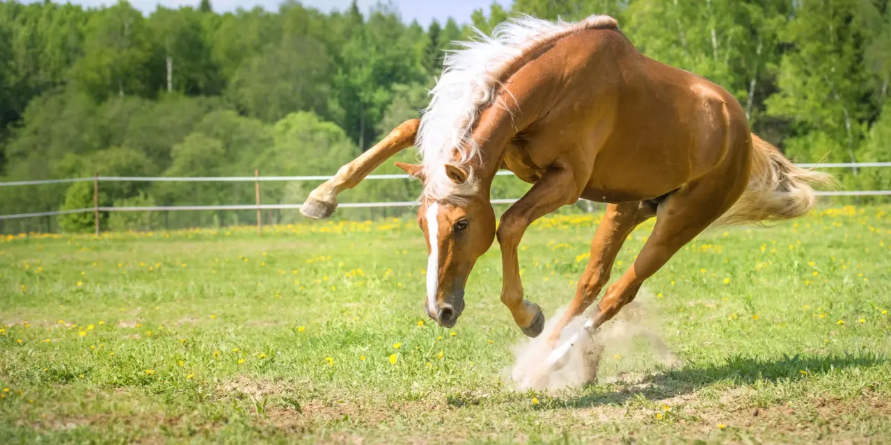 How horse muscles move: muscle contraction in detail