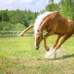 How horse muscles move: muscle contraction in detail