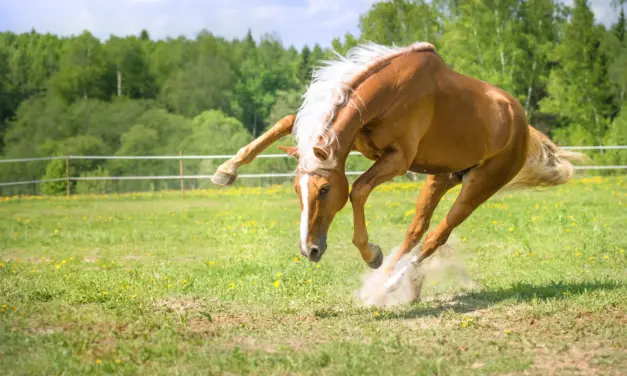 How horse muscles move: muscle contraction in detail
