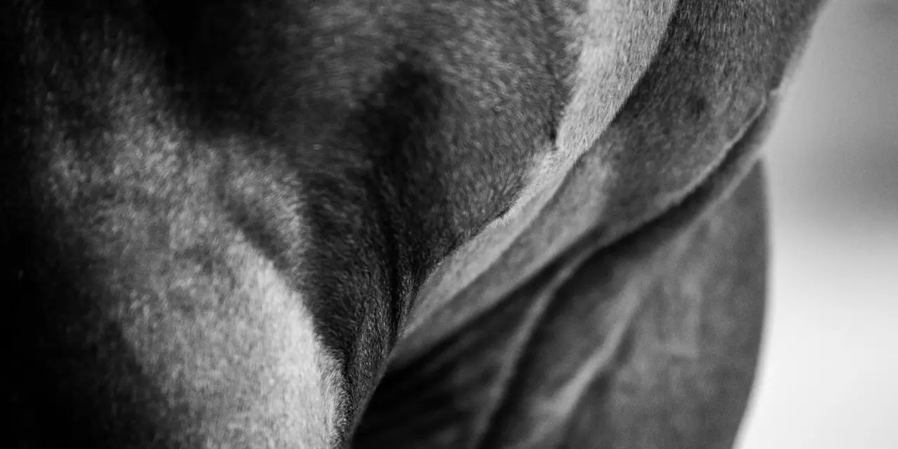 Muscle physiology in horses: structure and function of the muscles