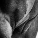Muscle physiology in horses: structure and function of the muscles