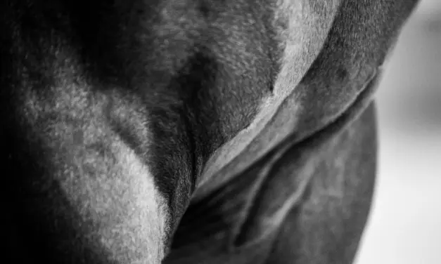 Muscle physiology in horses: structure and function of the muscles