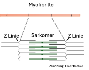 Schematic illustration of a myofibril