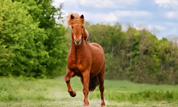 Fact Sheet: Myopathies