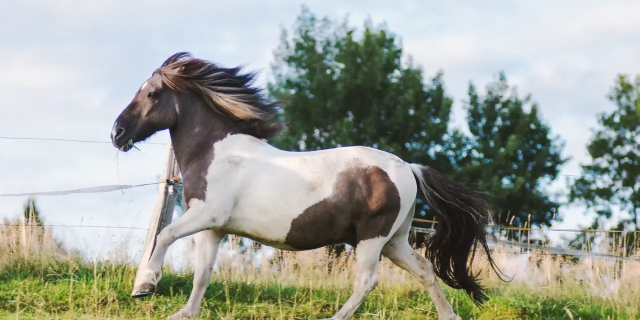 Is my horse really overweight?