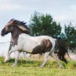 Is my horse really overweight?