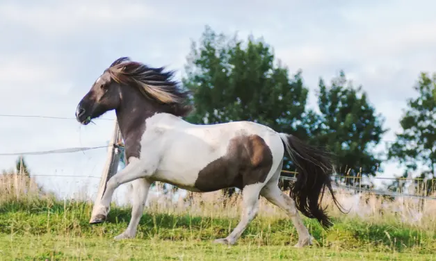 Is my horse really overweight?