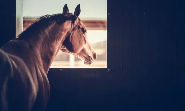 When management makes horses unwell