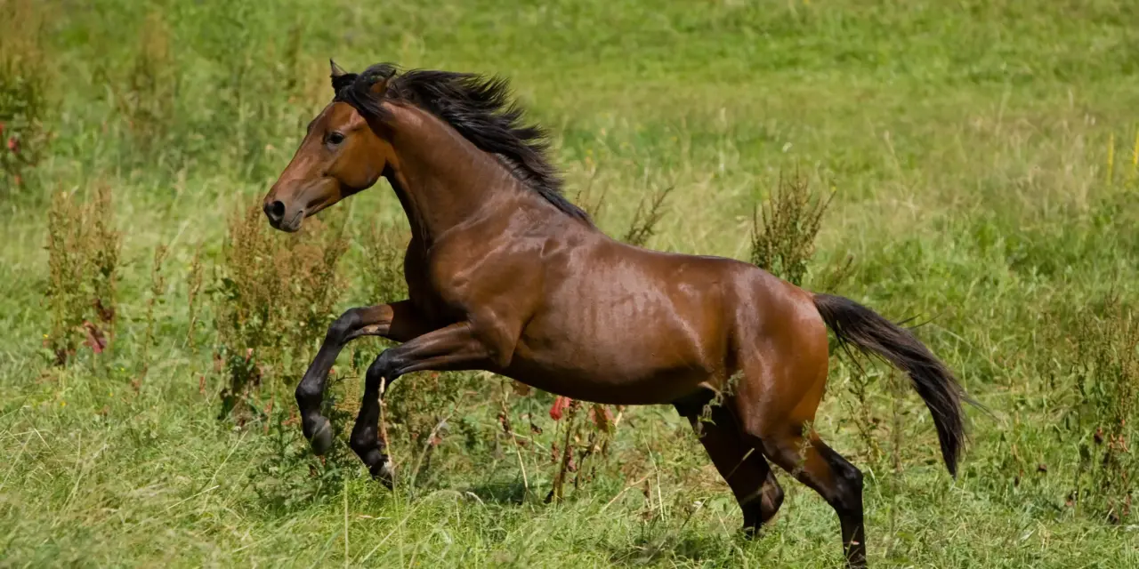 Lactate in the horse muscle: From misunderstood ‘waste product’ to performance booster