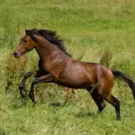 Lactate in the horse muscle: From misunderstood ‘waste product’ to performance booster