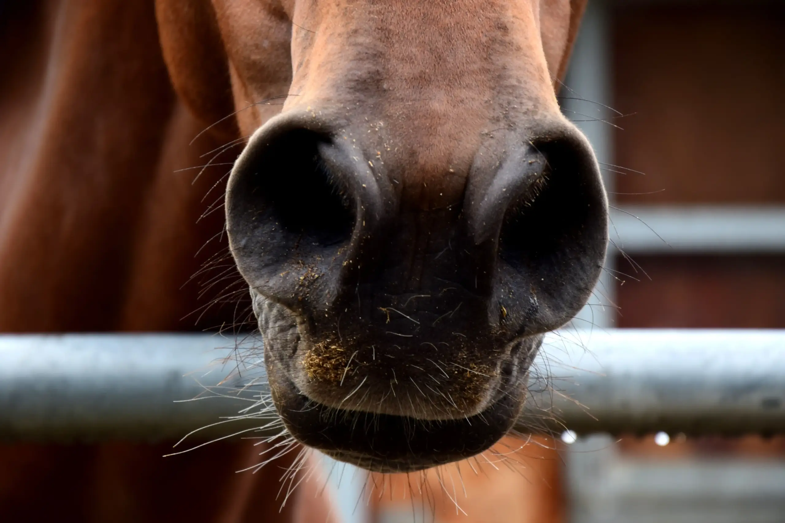 Horse nostrils flared wide