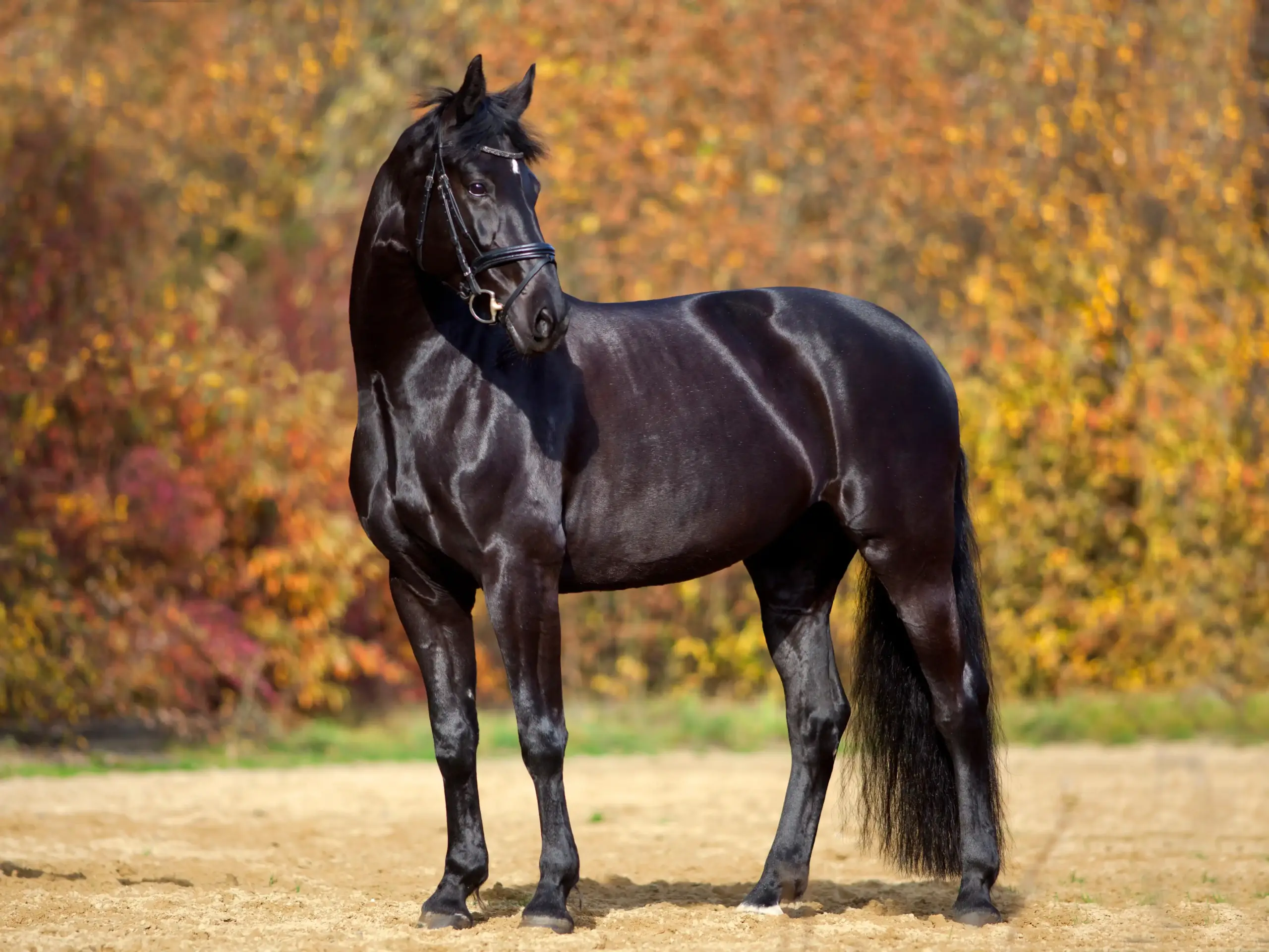 Black Warmblood on an autumn pasture