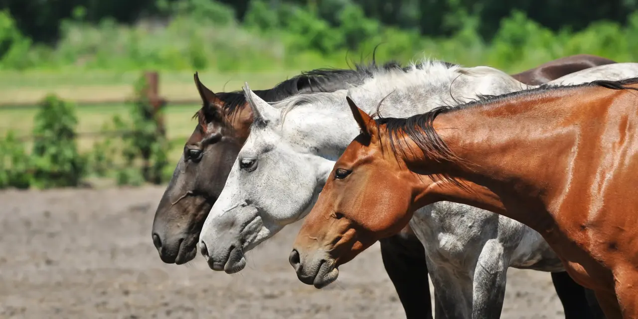 Ayurveda for Horses