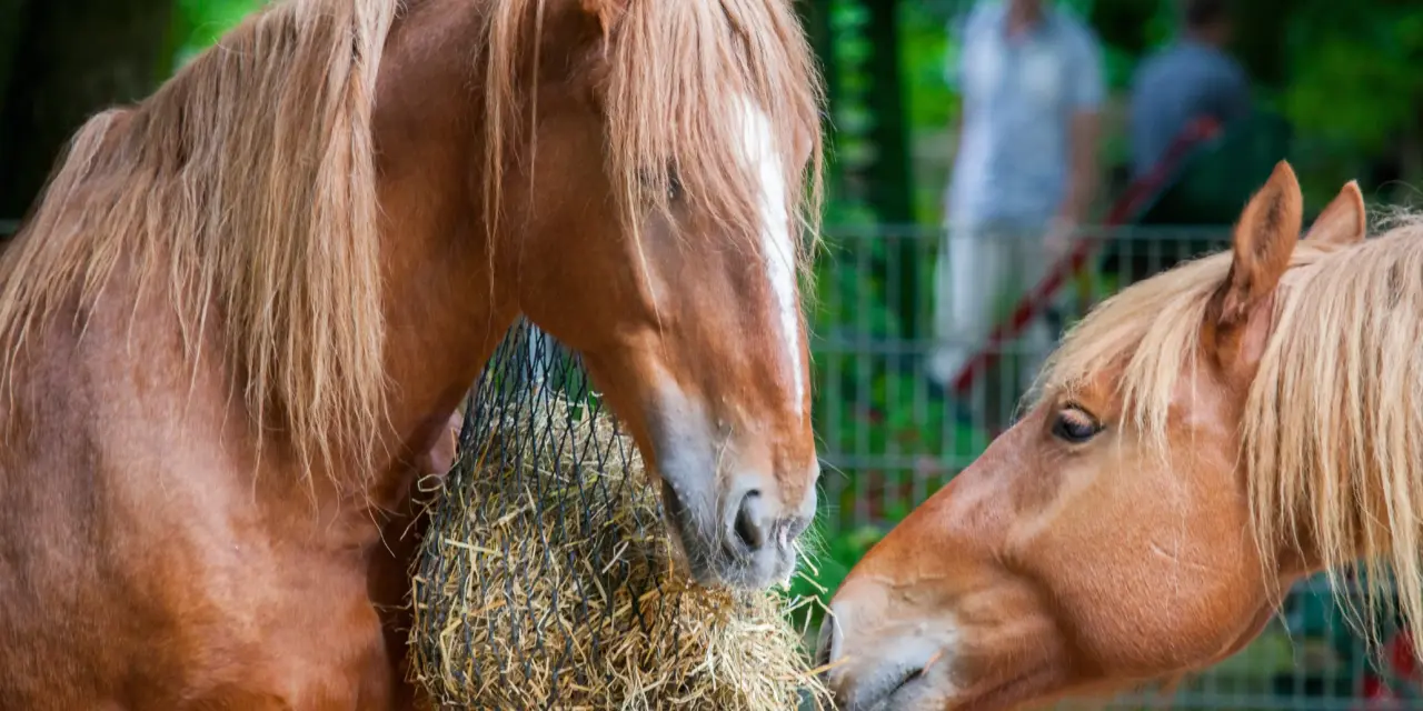 Helping horses lose weight safely – why crash diets do more harm than good<br>