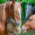 Helping horses lose weight safely – why crash diets do more harm than good<br>