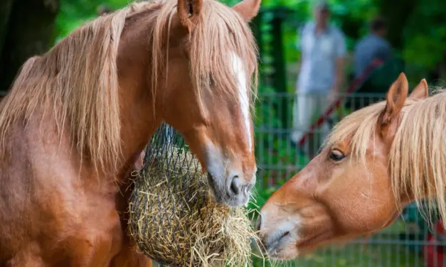 Helping horses lose weight safely – why crash diets do more harm than good<br>