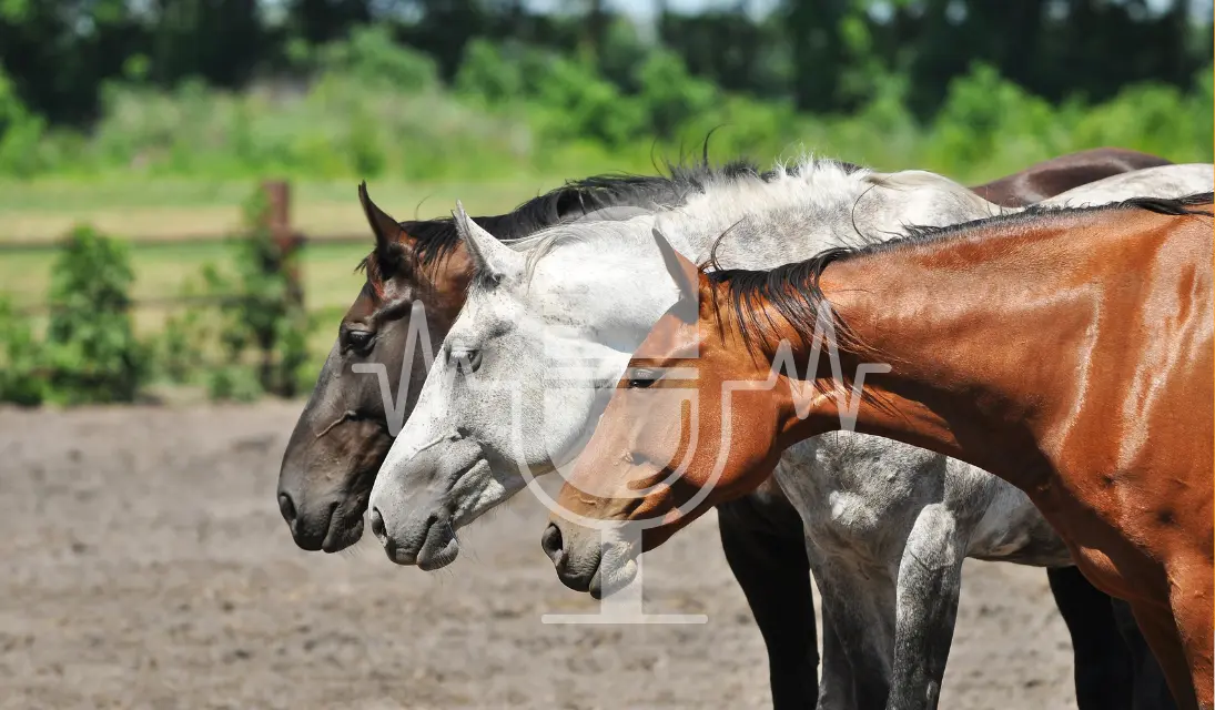 Podcast #4 – Hierarchy in Horse Herds: Myth or Reality?