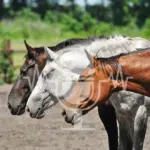 Podcast #4 – Hierarchy in Horse Herds: Myth or Reality?