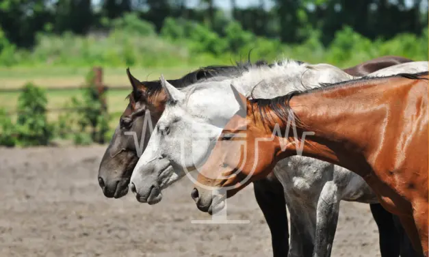 Podcast #4 – Hierarchy in Horse Herds: Myth or Reality?