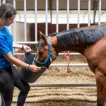 Automatic hard-feed dispensers in equine management