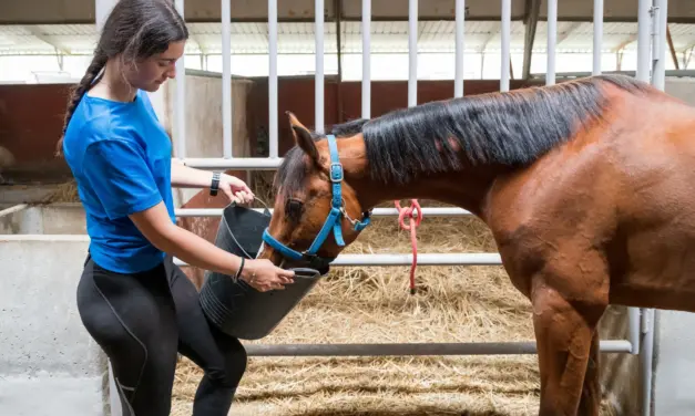Automatic hard-feed dispensers in equine management