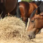 Automated hay feeding in the stable