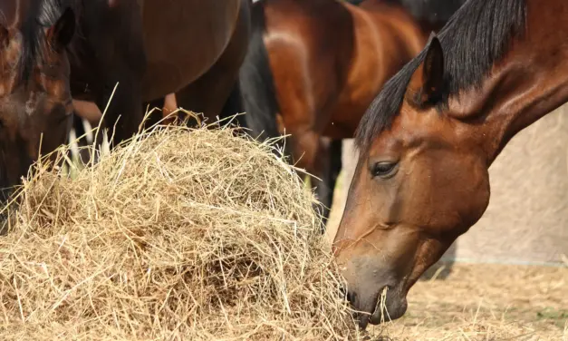 Automated hay feeding in the stable