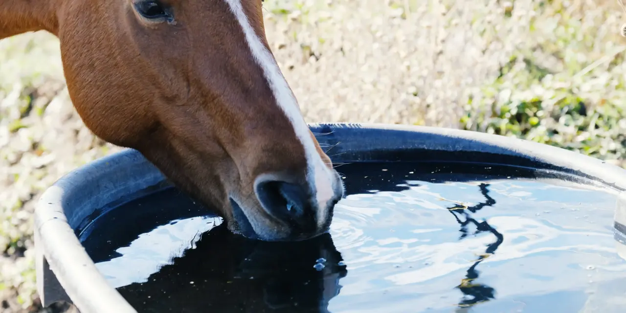 Watering systems in horse stables