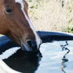 Watering systems in horse stables