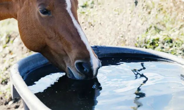 Watering systems in horse stables