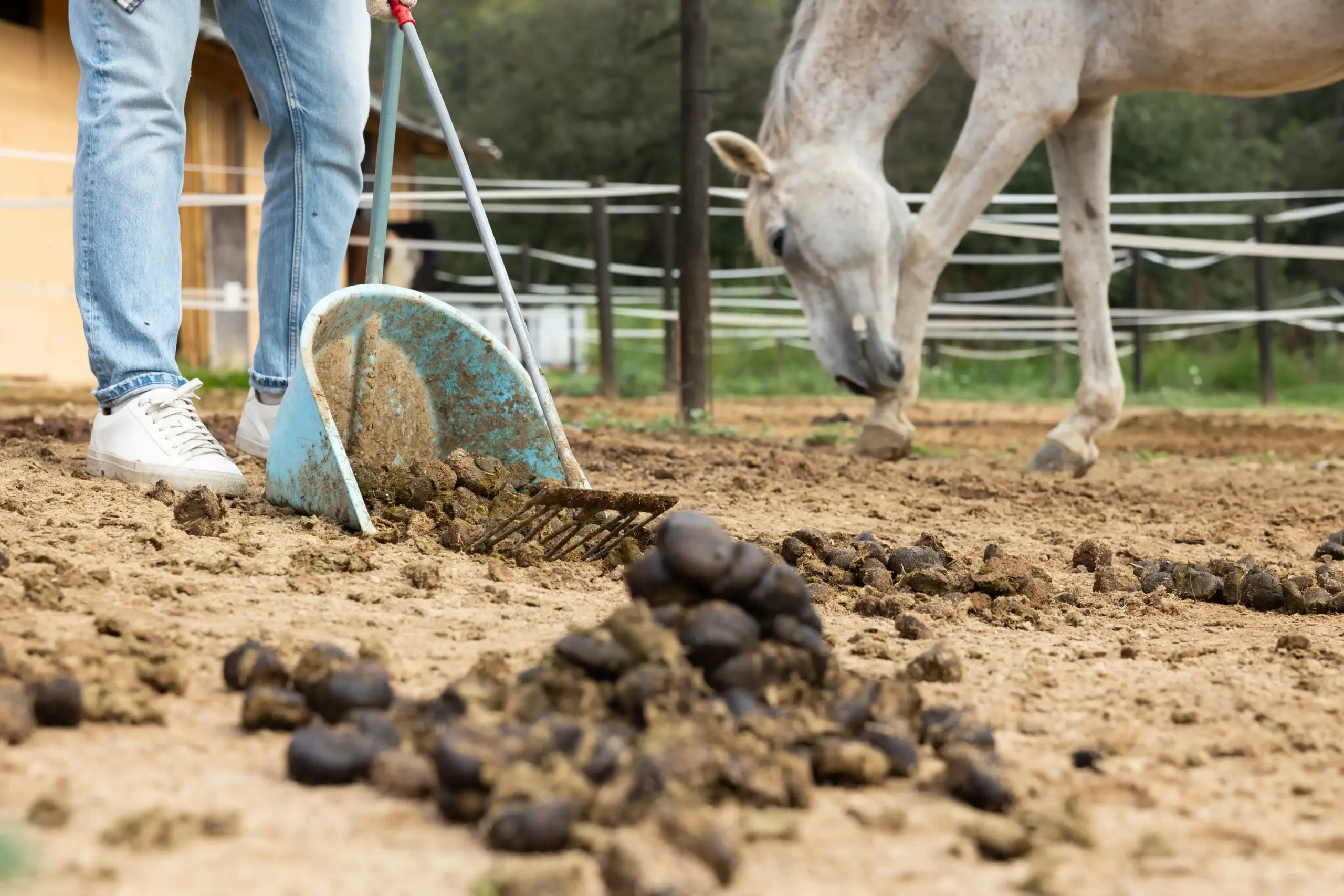 Horse manure is collected with a pooper scooper