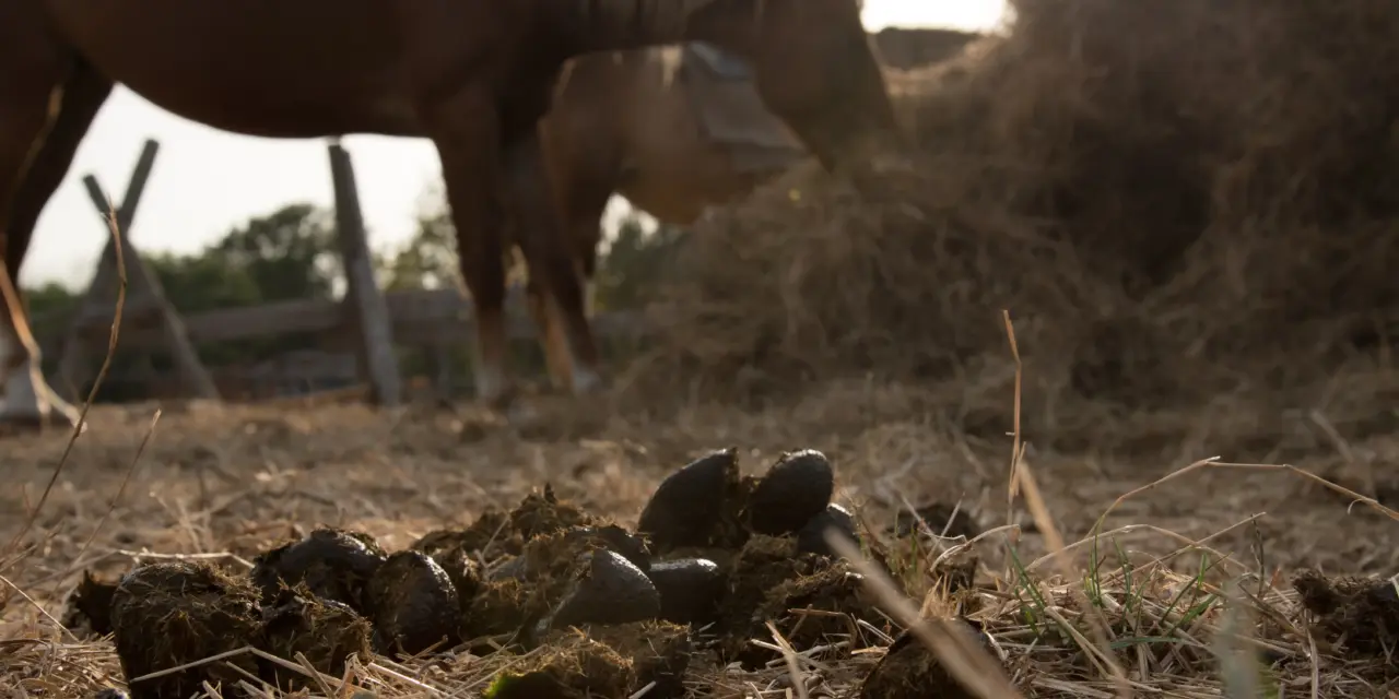 Automated mucking-out systems in horse stables