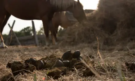 Automated mucking-out systems in horse stables