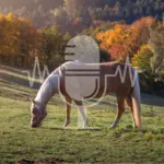 Podcast #7 – Pasture Management for Laminitis-Prone Horses: What Every Horse Owner Needs to Know