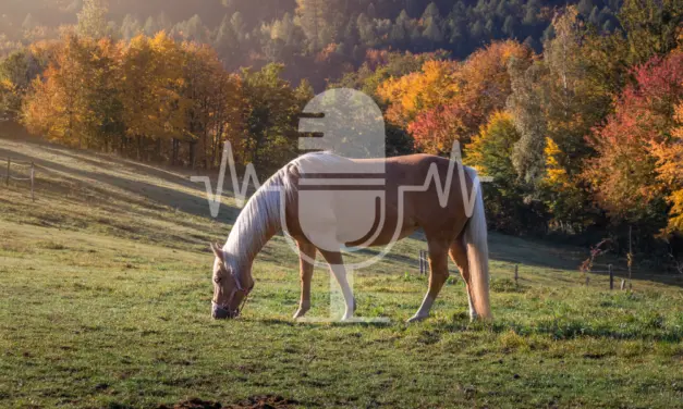 Podcast #7 – Pasture Management for Laminitis-Prone Horses: What Every Horse Owner Needs to Know