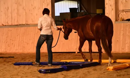 The ideal training ground