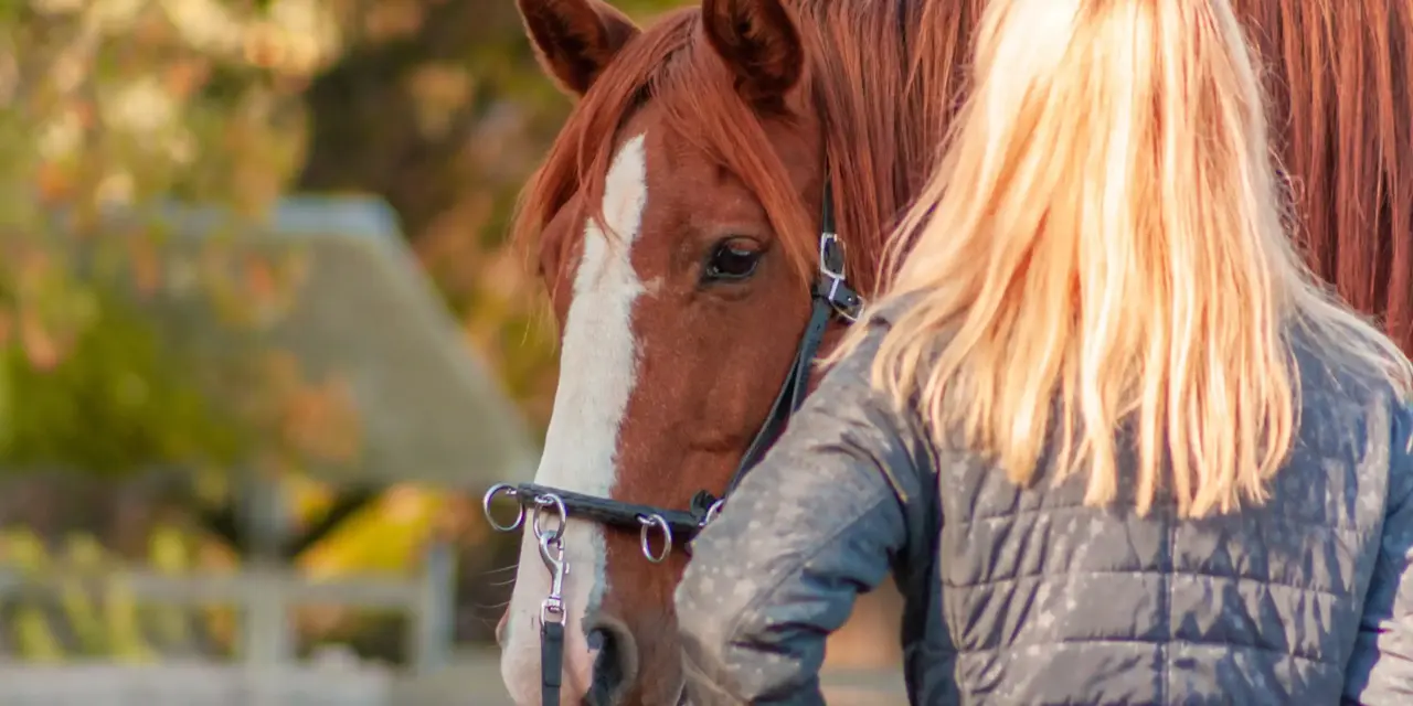 Preparing the horse for groundwork