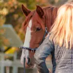 Preparing the horse for groundwork