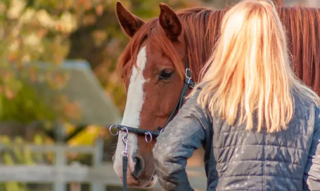 Preparing the horse for groundwork