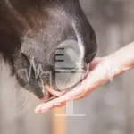 Podcast # 9 – How Your Horse Learns Best – Praise Right, Don’t Reinforce the Wrong Signals