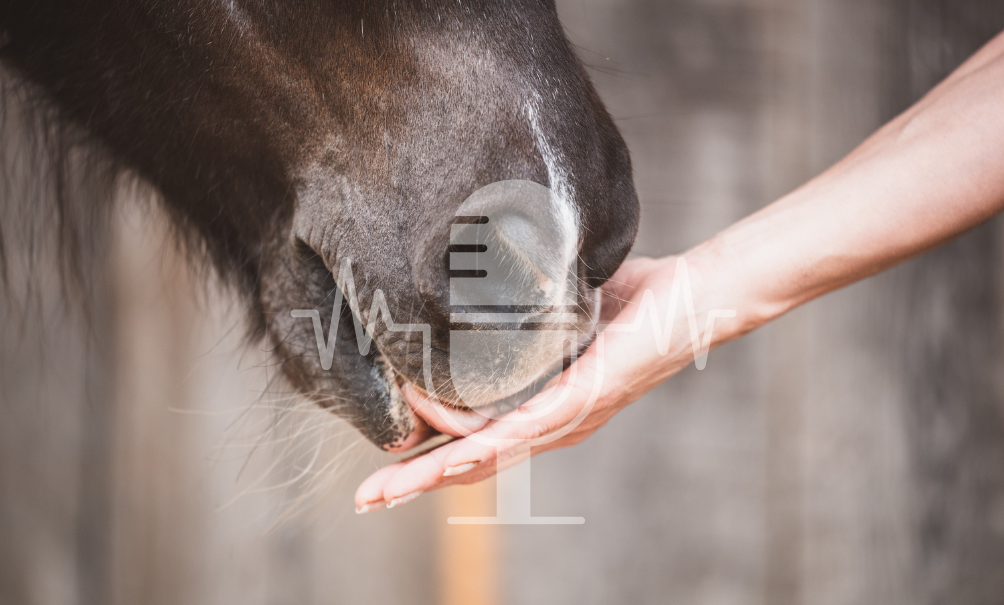 Podcast # 9 – How Your Horse Learns Best – Praise Right, Don’t Reinforce the Wrong Signals