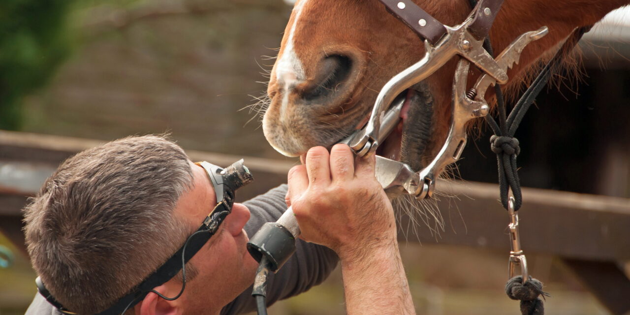 Dental Health in Horses: Silent Prevention in the Mouth