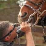 Dental Health in Horses: Silent Prevention in the Mouth