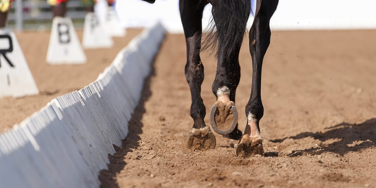 Fundamentals of Equine Anatomy: The Musculoskeletal System